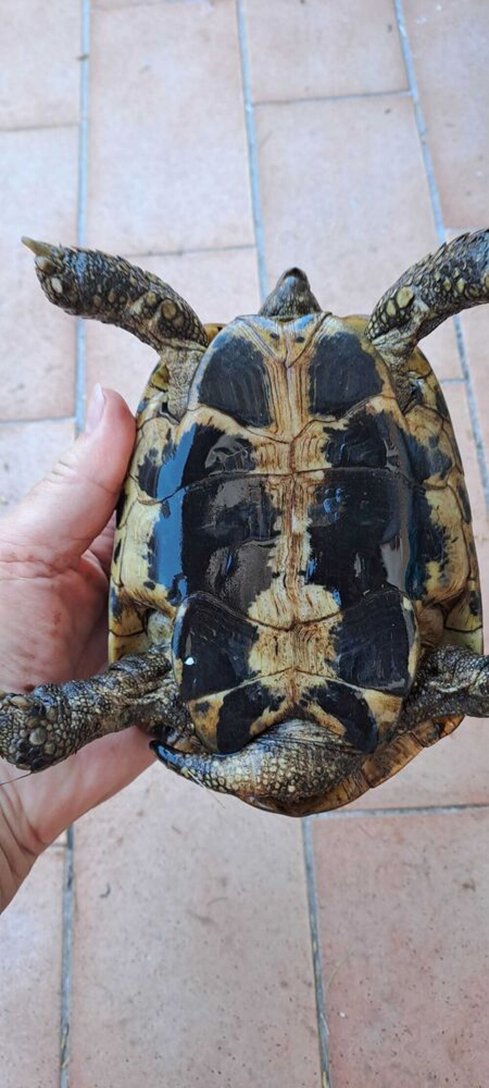 tortue terrestre Jardin