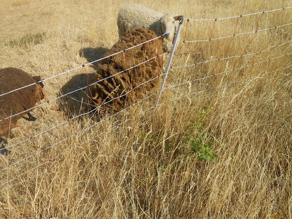  mouton ouessant 