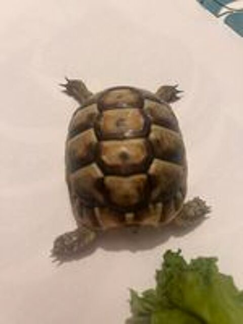   Tortues grecque 