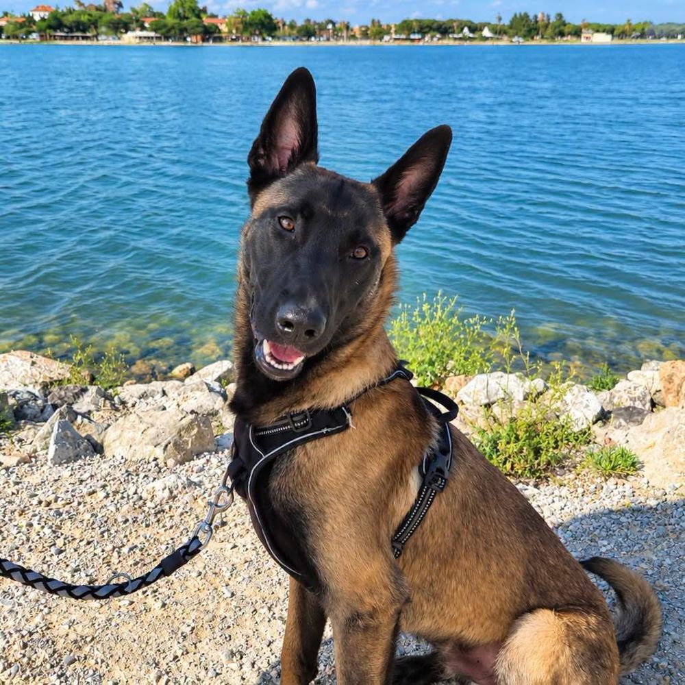  Aïko jeune chien 