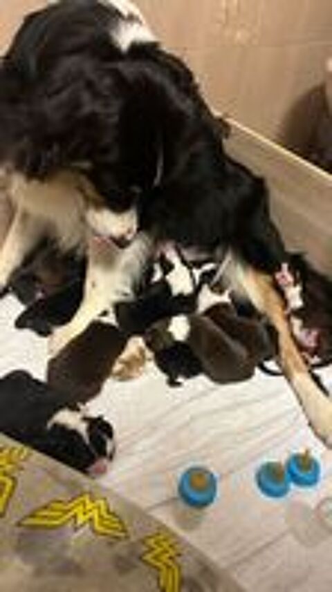   chiots berger australien  