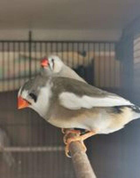   Oiseaux Mandarins panachés  