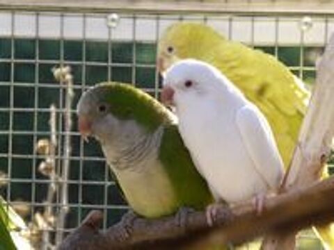   Conures Souris Diverses mutations 