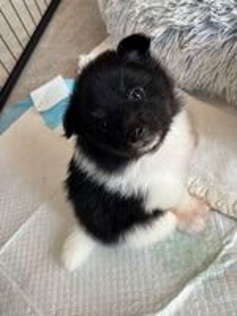   Adorables Chiots Spitz Allemand Moyen 