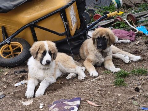 Chiots crois&eacute;s Patou &times; Gampr (Berger Arm&eacute;nien) 0 91180 Saint-germain-l�s-arpajon