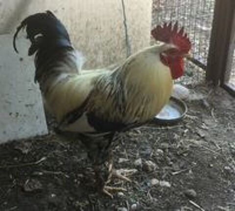   Beau coq de ferme  