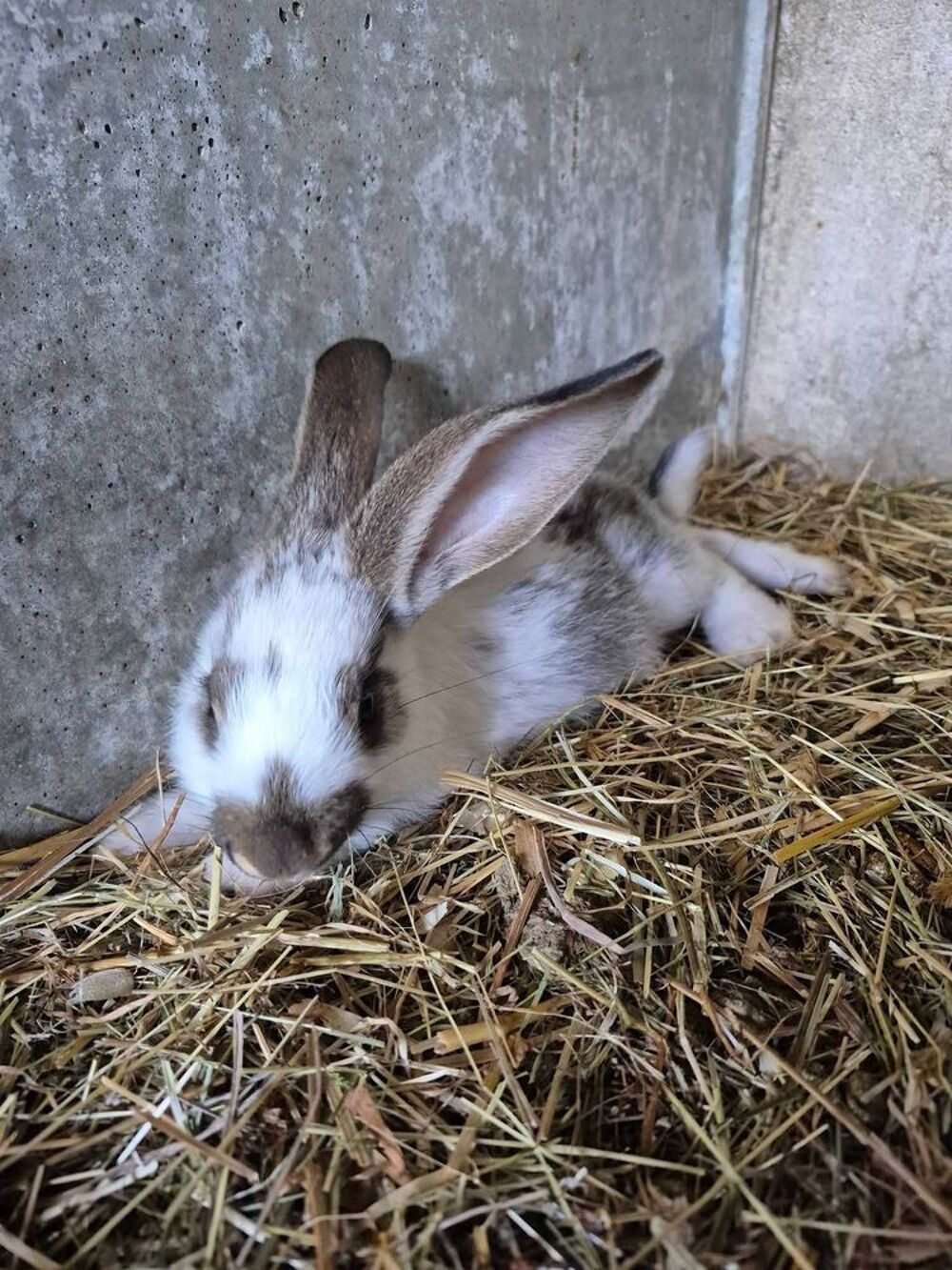 lapin geant papillon Jardin