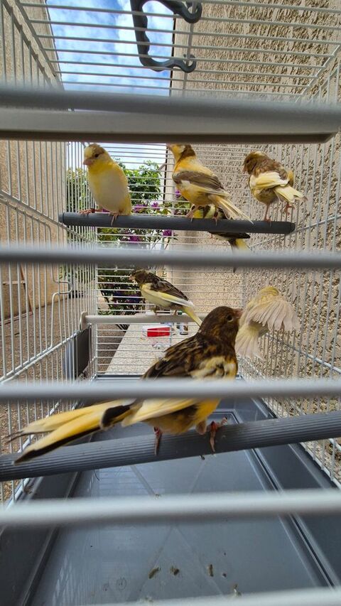 Canaris mosaic 2026 25 94310 Orly