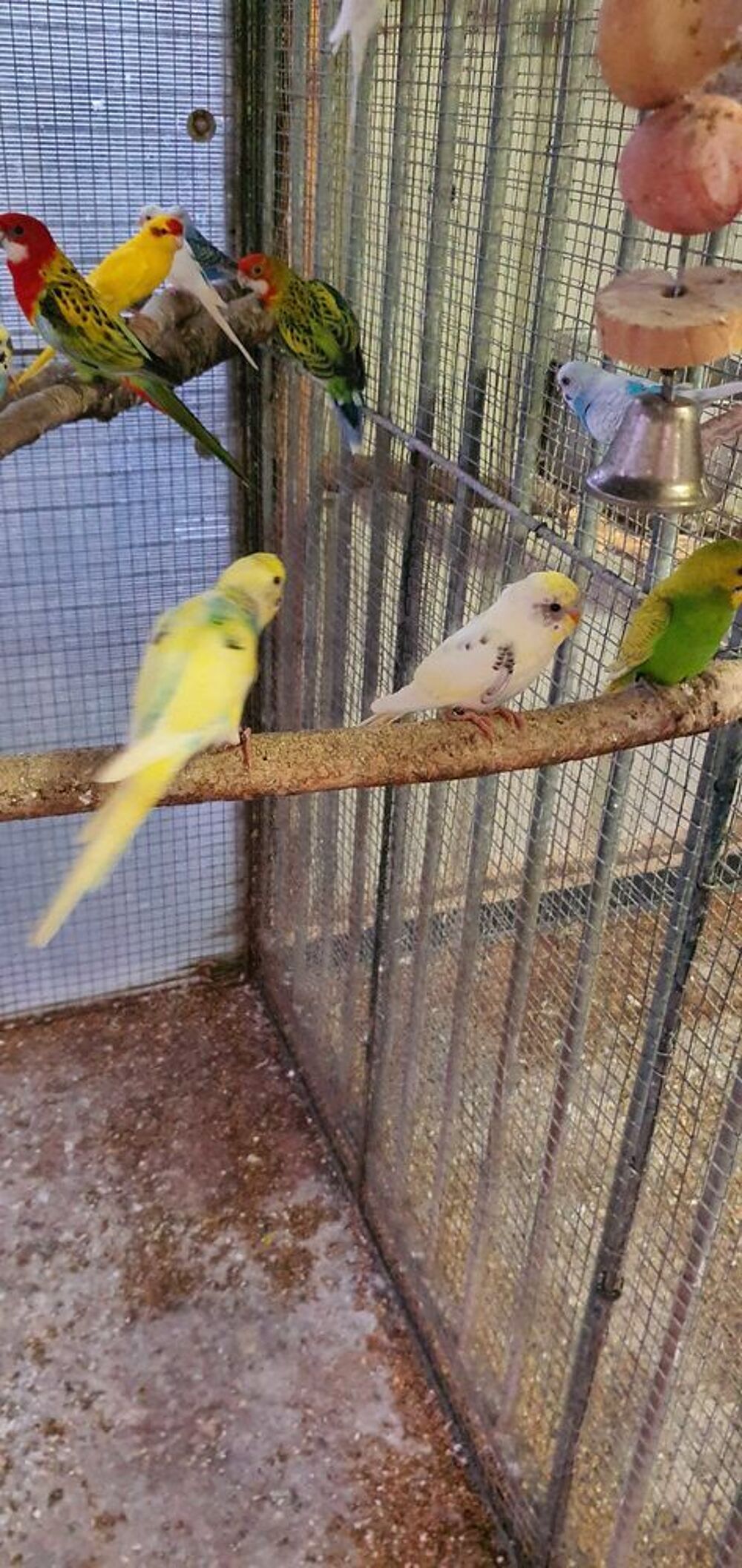 oiseaux perruches ondul&eacute;es Jardin