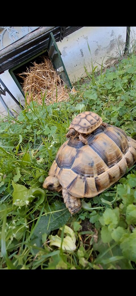Tortue graeca femelle 7 ans 600 31390 Carbonne