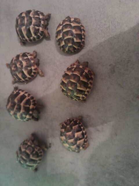 Tortues de terres 40 06830 Gilette