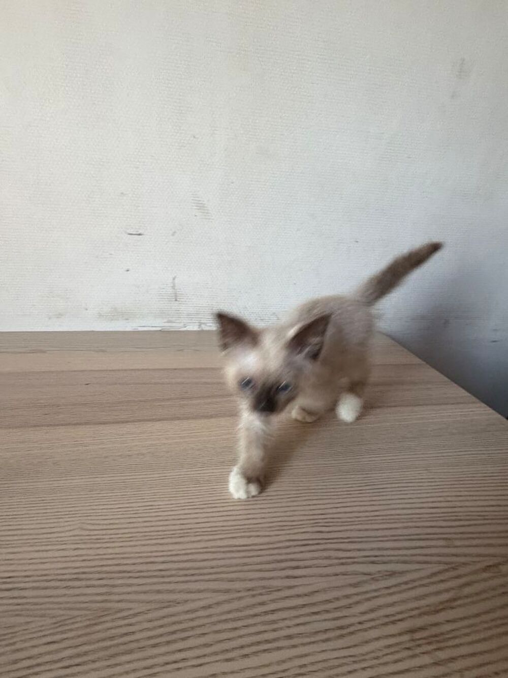   Chaton, British 