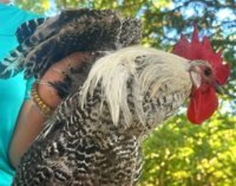   Coq braekel argenté 