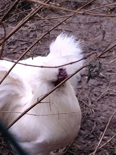 Coq de soie .
5 51460 Poix