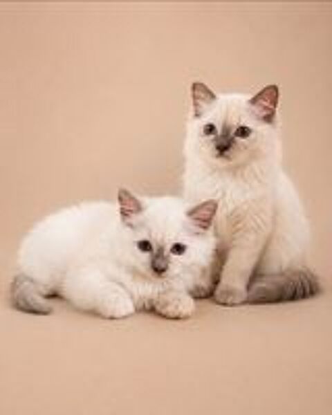   Chatons sacre de birmanie 