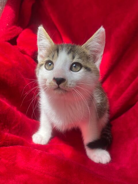 Petits chatons câlins 0 95170 Deuil-la-barre