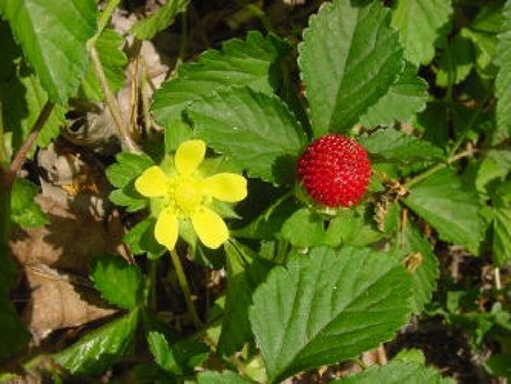 FRAISIER ORNEMENTAL Jardin