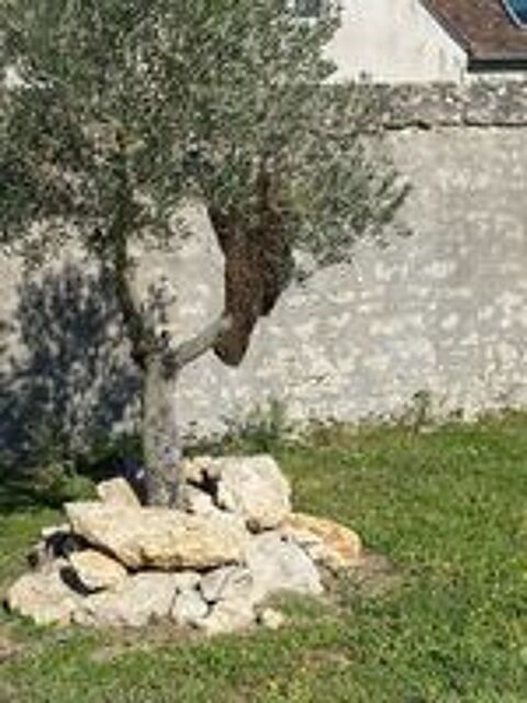   Essaim abeilles  
