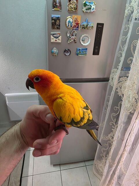 Conure soleil 450 34000 Montpellier