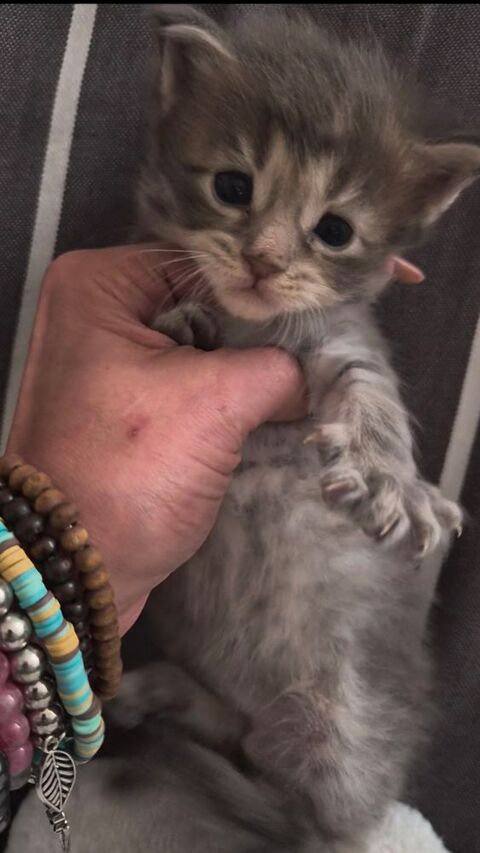 A RESERVER POUR MI JUILLET  Chaton Maine Coon M&acirc;le Bleu  1000 77300 Fontainebleau