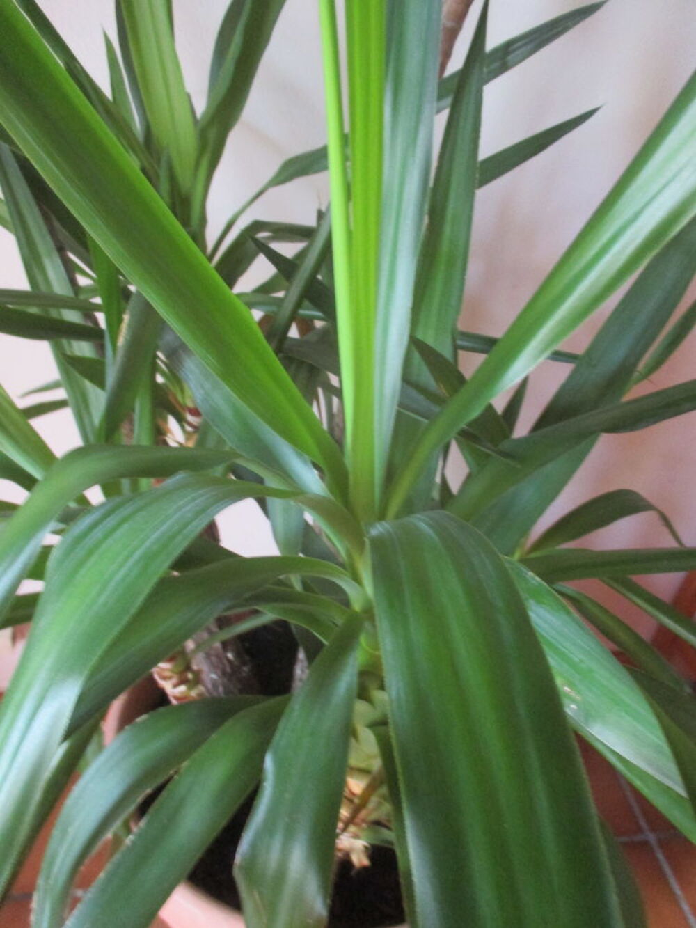 YUCCA Dcoration