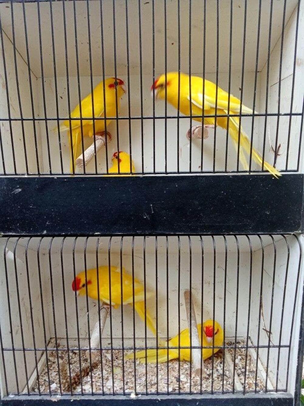   kakariki jaune
