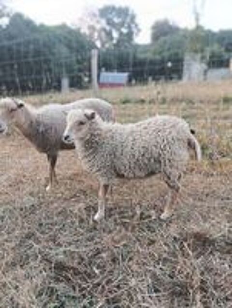   Mouton Ouessant 