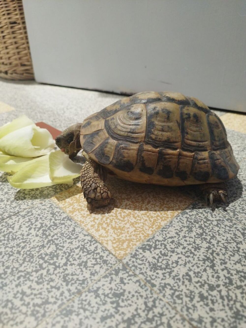   Tortue Herman femelle 