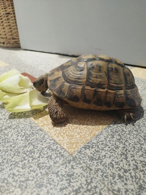 Tortue Herman femelle 430 83160 La valette-du-var