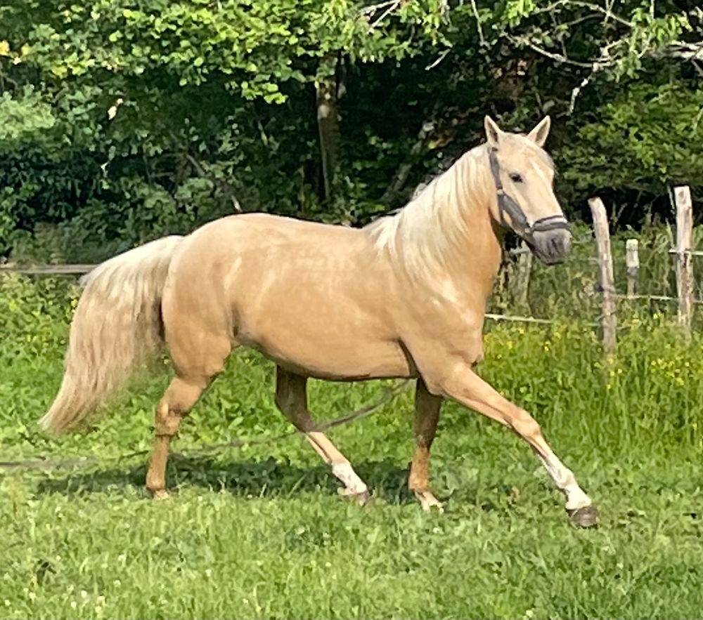   Cheval ONC 