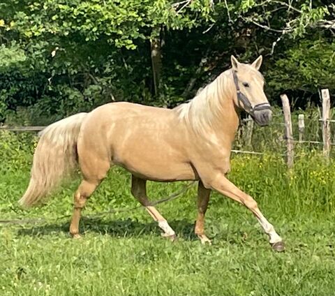 Cheval ONC 7000 89240 Diges