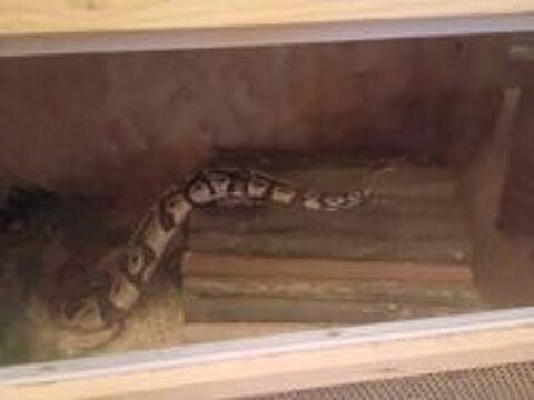   4 pythons et de 1 boa ( expérimenté ) 