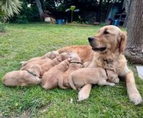   : deux magnifiques chiots male Golden Retriever Lof 