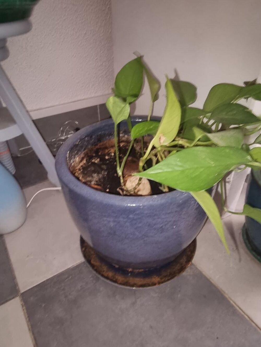 de plantes Jardin