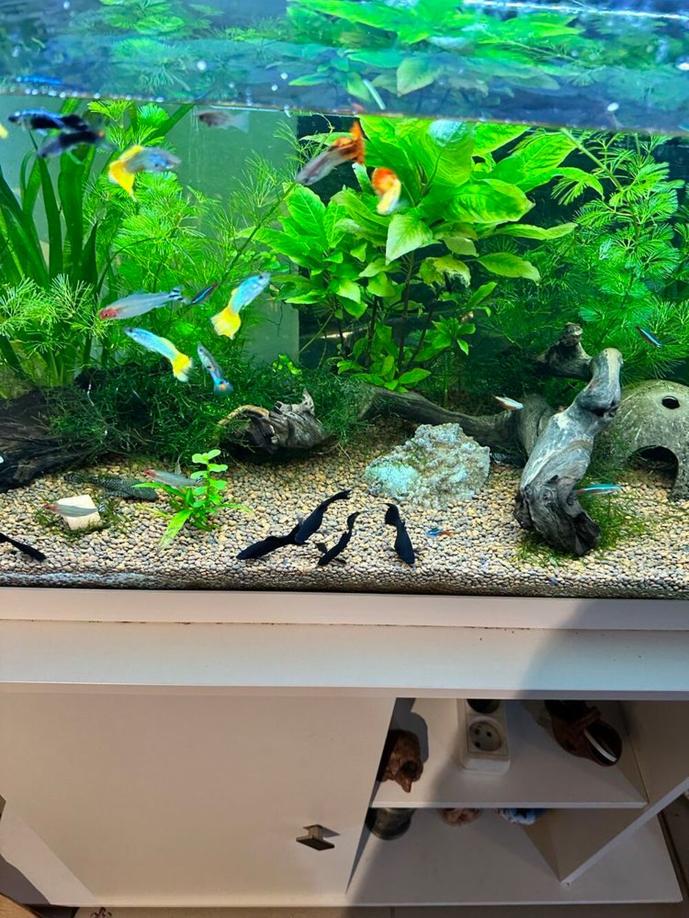 poisson, black Molly Jardin