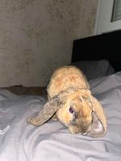   Lapin bélier 