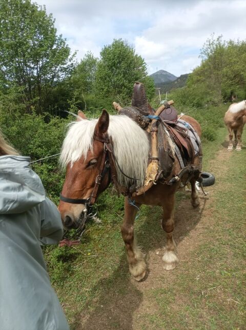 pouliche comtoise 1400 05140 La faurie