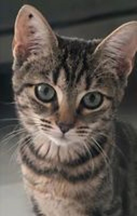   Romy gentille chatte 5 mois cherche famille 