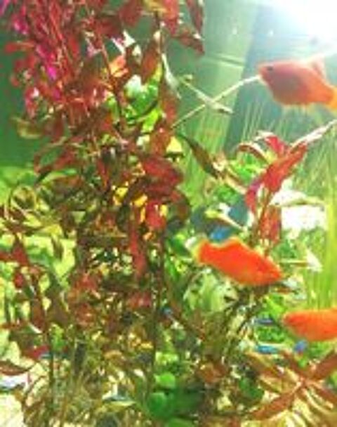   Plante d'aquarium Ludwigia Repens Rubin Super Rouge 