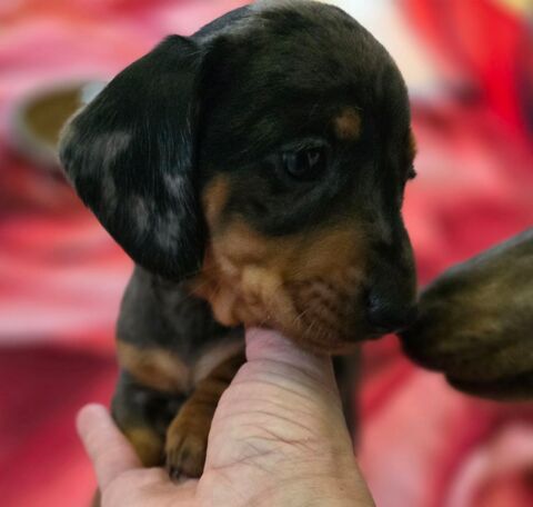 Teckel &agrave; r&eacute;server 1950 51170 Crugny