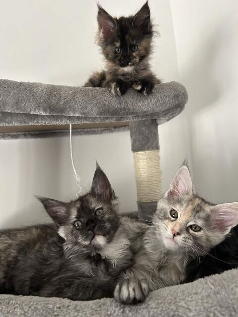 Maine Coon LOOF 1400 60730 Ully-saint-georges