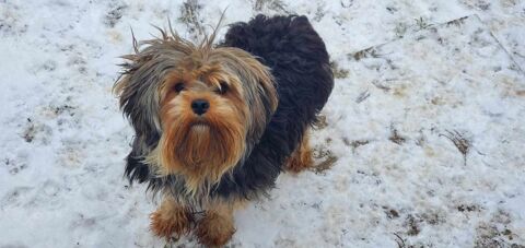 FEMELLE  YORKSHIRE TERRIER 300 59540 Caudry