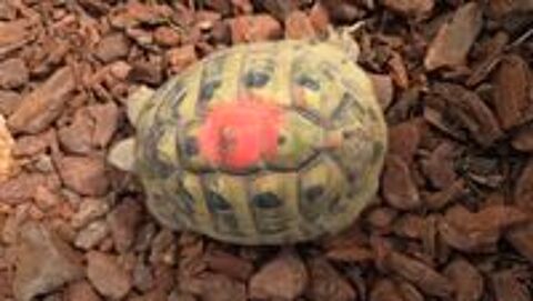   Tortues 
