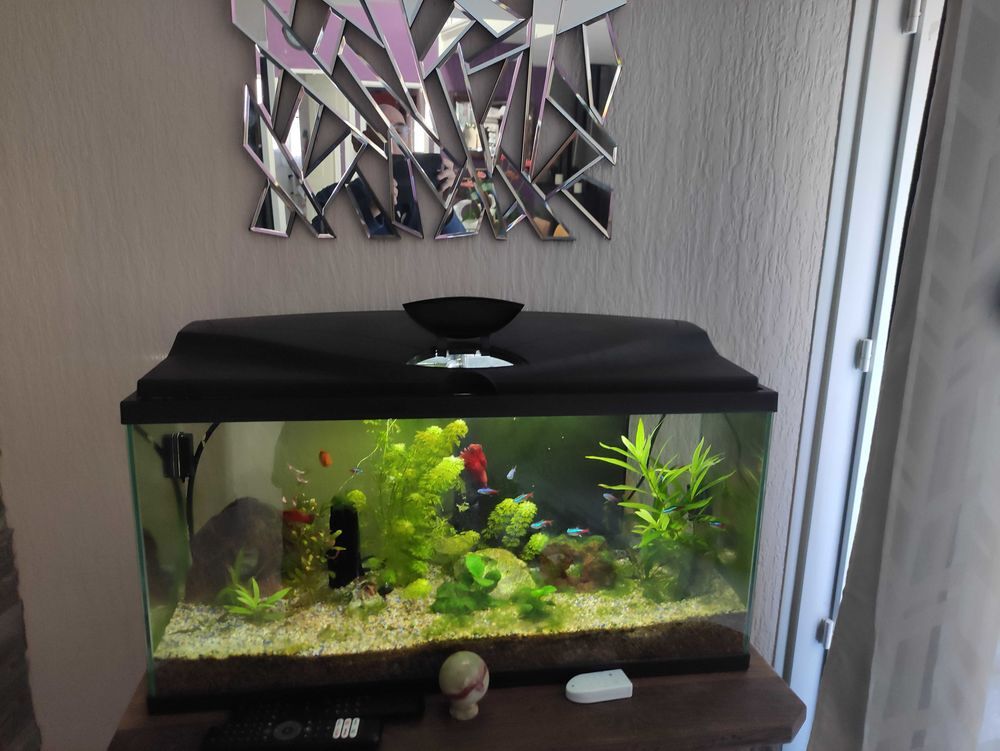 aquarium complet Décoration