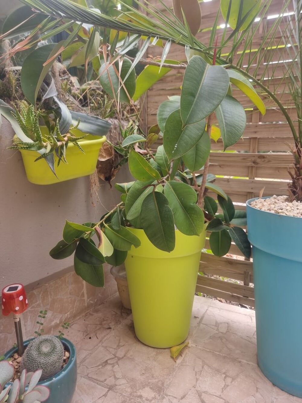 de plantes en pot c&eacute;ramique en pot pvc d ext&eacute;rieur Jardin