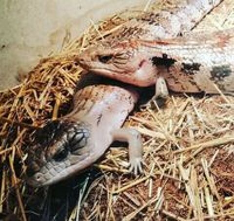   couple de scinques tiliqua irian jaya 