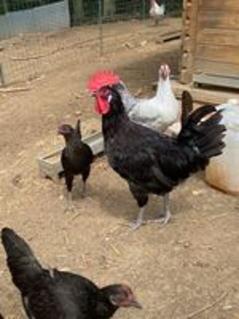   jeune coq gaulois de 2026 