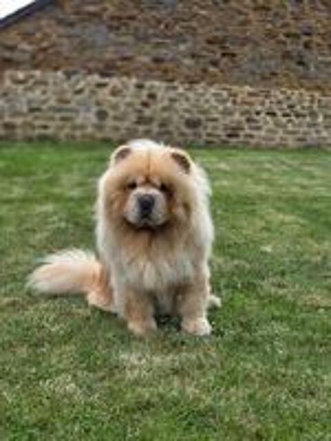   Chow-Chow Mâle pour saillie  