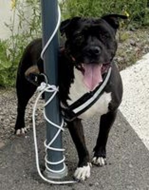   BABORD, boston terrier 7 ans 