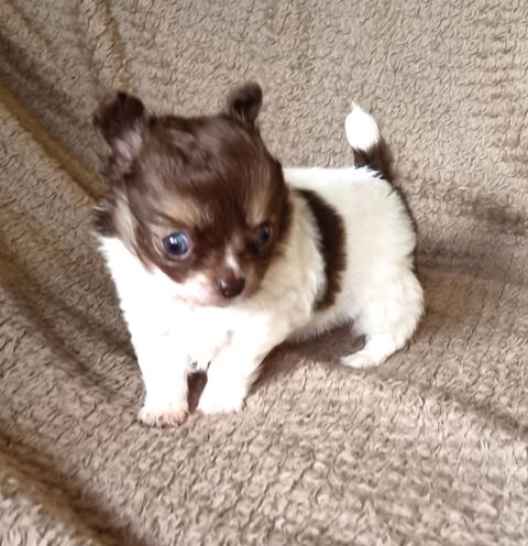 A r&eacute;server femelle chihuahua poils long 1100 17000 La rochelle